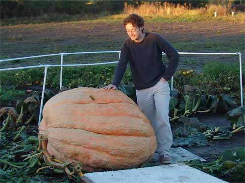 Joes's mega pumpkin!