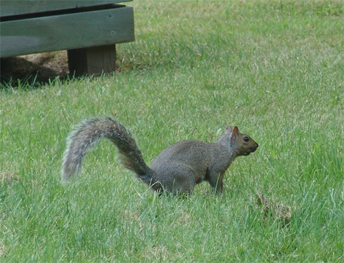 Ook een zut eekhoorns in de tuin ...