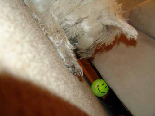 Some humor: This tennisball is having fun - and Puck can't reach ...