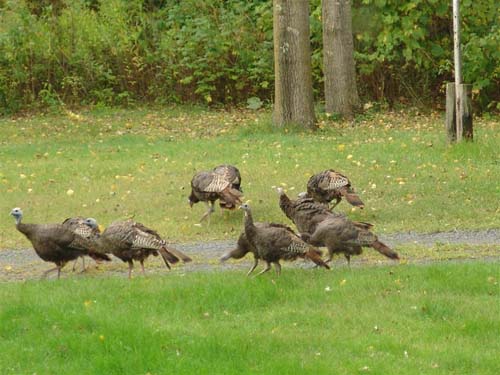 Something they missed - The wild turkeys running around in my front yard ... 